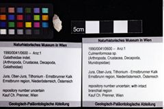 Foto (Objket + Etiketten) von Culmenformosa sp. 